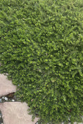 Myoporum Parvifolium Cuttings - Creeping Boobialla Dwarf Native Myrtle - 10 Plants for Ground Cover