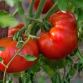 Tomato Seeds - Chef's Choice Red - 100 Seeds - Heavy Producer (Solanum lycopersicum) - Vining Varieties for Home Gardening