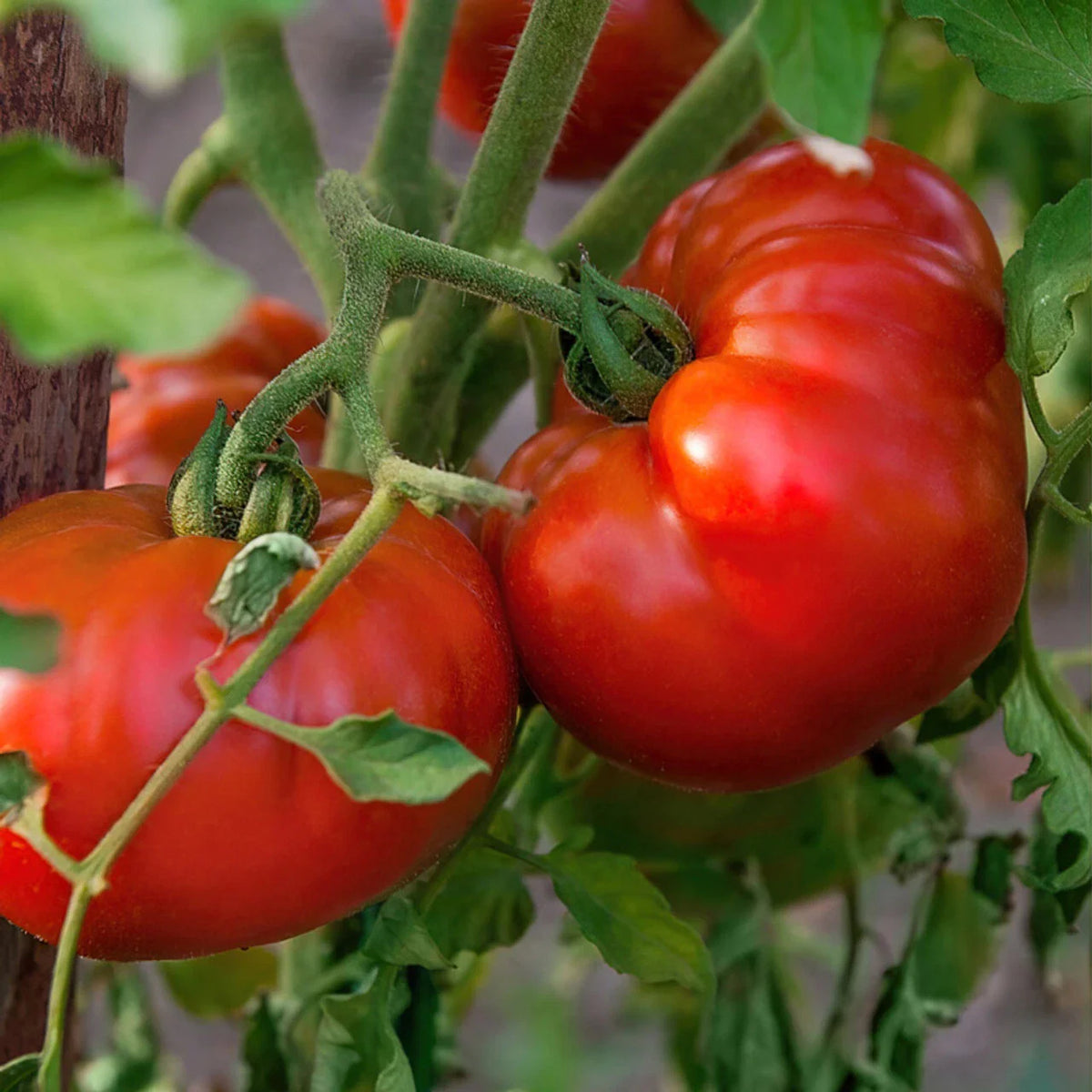 Tomato Seeds - Chef's Choice Red - 100 Seeds - Heavy Producer (Solanum lycopersicum) - Vining Varieties for Home Gardening