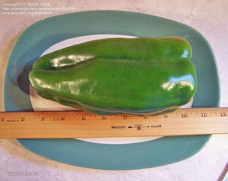 Big Bertha Sweet Pepper Seeds - 25+ Non-GMO Heirloom Organic Seeds - Rare Variety - Capsicum annuum