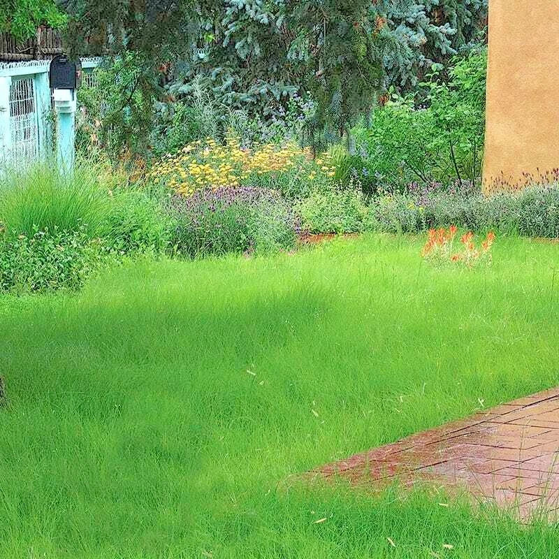 Blue Grama Grass Seeds - 1000+ Drought-Tolerant Native Prairie Grass for Poor Soils - Bouteloua gracilis