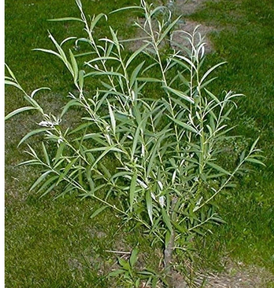 Jumbo Hybrid Willow Cuttings - 6 Pack, 5/8 to 1 Inches Thick, Fast-Growing (Salix × sepulcralis)