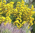Maximilian Prairie Sunflower Seeds - 100+ Count - Native Wildflower for Heat, Cold, and Drought Resilience (Helianthus maximiliani)