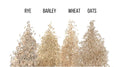 Cat Grass Seeds | 4-Way Blend | Rye, Wheat, Oats, Barley | For Indoor Cats | Organic, Non-GMO