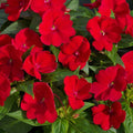 Impatiens Seeds 1000 Pack Royal Red Sun & Shade Busy Lizzy Impatiens Walleriana