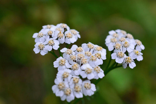 Caraway Seeds for Growing, Non-GMO Culinary Herb Seeds, Urban Gardening, Carum carvi