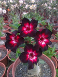 Desert Rose Seeds - 4 Pack Pink & White Adenium Perennial Flower Seeds - US Seller