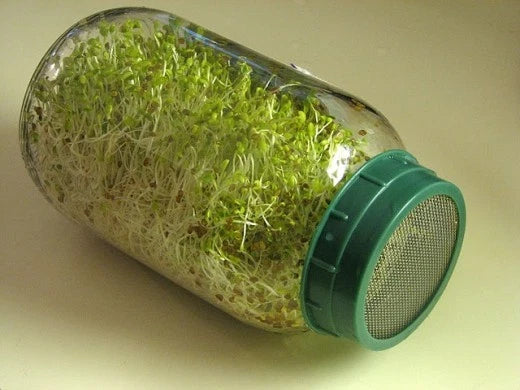 Alfalfa Seeds 4000 Count for Sprouting - GroCo Medicago sativa - Great for Healthy Sprouts