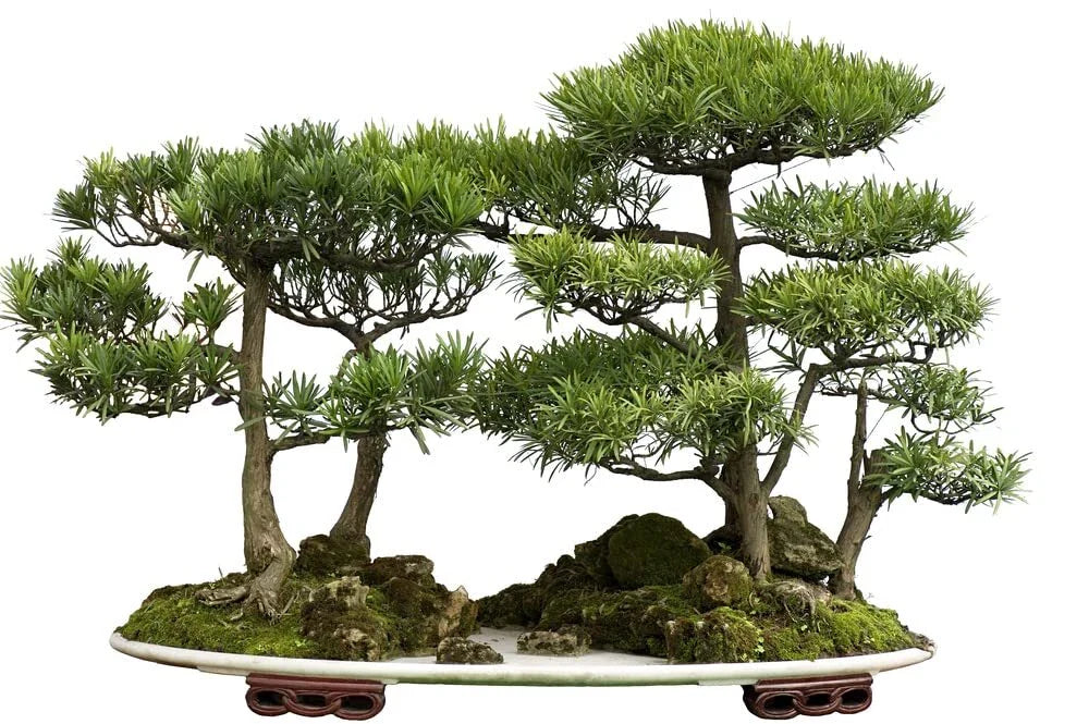 Bonsai Tree Seeds - 30 Western Red Cedar Seeds - Thuja plicata - Ideal for Gardening and Landscaping