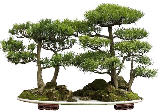 Bonsai Tree Seeds - 30 Western Red Cedar Seeds - Thuja plicata - Ideal for Gardening and Landscaping