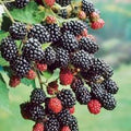 Prime-Ark 45 Blackberry Plant, Floricane, Bare Root, Rubus fruticosus, Edible Fruit, Home Garden, Perennial Shrub