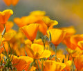 California Poppy Flower Seeds - 100 Seeds - Orange Blooms - Eschscholtzia californica - California State Flower