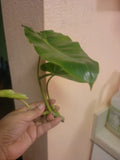 Burle Marx Philodendron Cuttings - Tropical Plant Clipping, Live Houseplant, Indoor Decor, Easy Care, Philodendron 'Burle Marx'