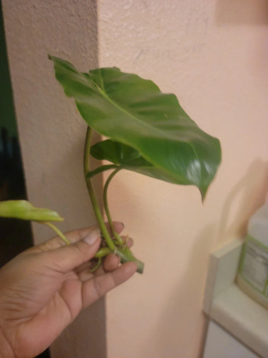Burle Marx Philodendron Cuttings - Tropical Plant Clipping, Live Houseplant, Indoor Decor, Easy Care, Philodendron 'Burle Marx'