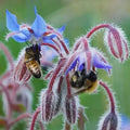 Borage Seeds - 50 Pack - Edible Flowers & Leaves - Heirloom Non-GMO - Borago officinalis