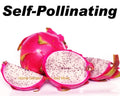 Rooted Plants - 5 Pack Vietnamese Dragon Fruit White Flesh Pitaya - Self Pollinating (Hylocereus undatus)