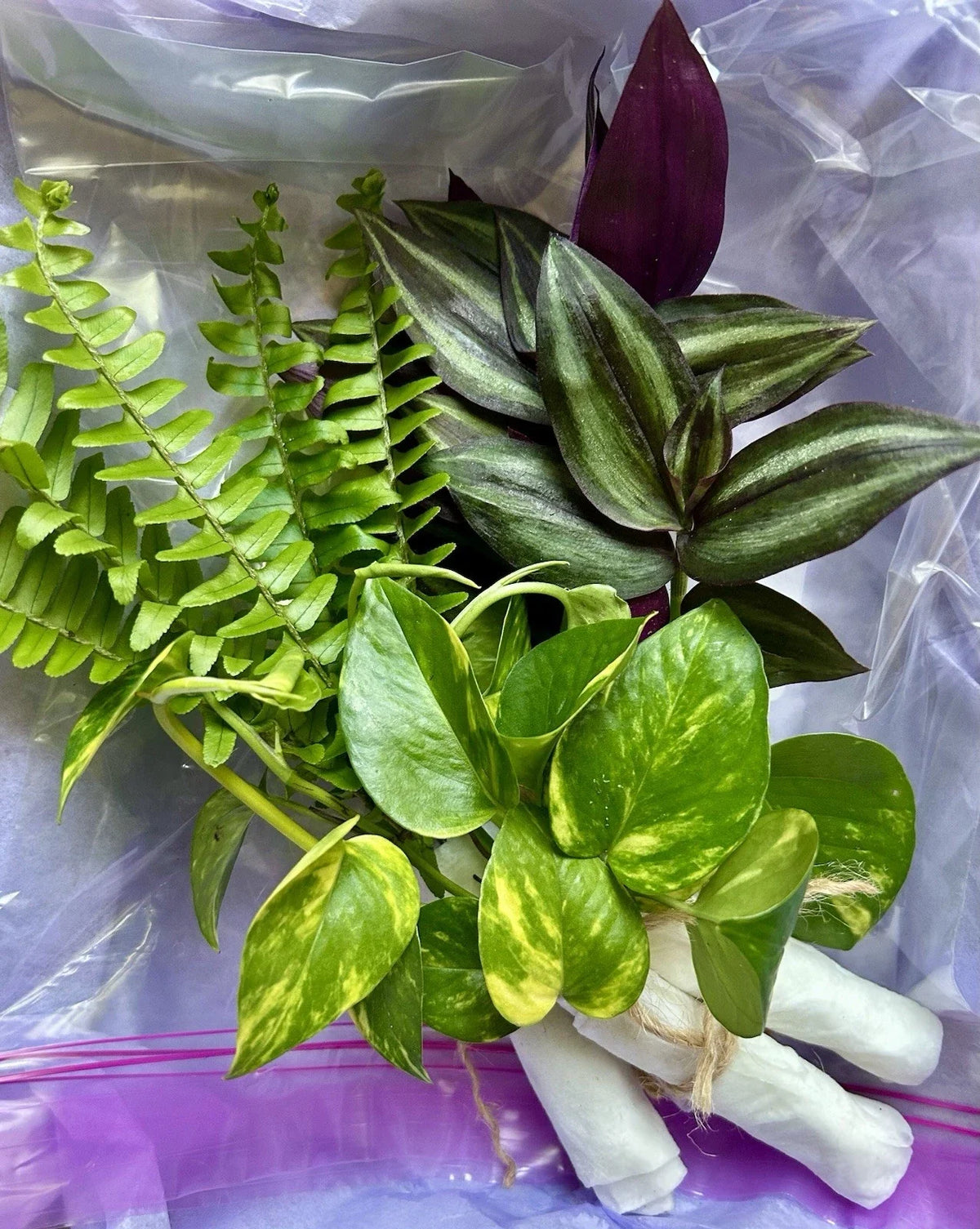 Rooted Plant Cuttings Variety Pack - 15 Assorted Cuttings for Plant Propagation - Perfect for Gardening Enthusiasts