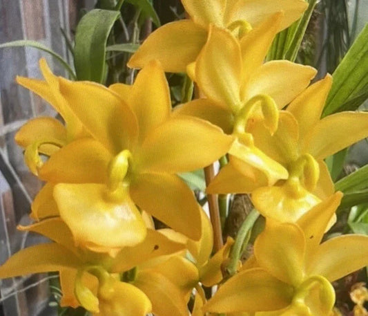 Orchid Plant 1 Bulb Cyc Taichou No. 1 Smtoga Bare Root (Cycnoches)