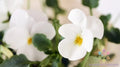 Admire Cream Pansy Seeds - 200+ Pack for Garden Planting - Viola tricolor - USA