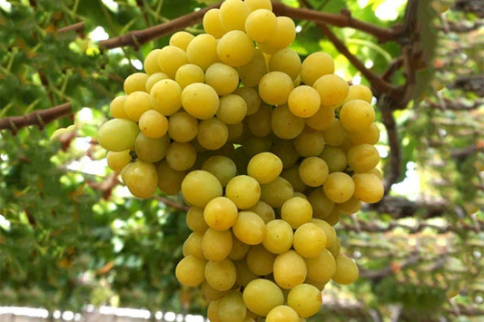 Cotton Candy Grape Cuttings - 2 Dormant Hardwood Cuttings - Easy to Root - Vitis vinifera