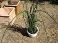 Sansevieria Lancia Cuttings - Rare 3 Rooted Cuttings - Snake Plant - Indoor Houseplant - Sansevieria