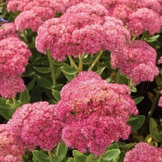 Sedum Autumn Joy Live Plants 3-Pack, Pink Blooms, Bare Rooted, Hylotelephium telephium, Drought Tolerant, Perennial, Bee-Friendly