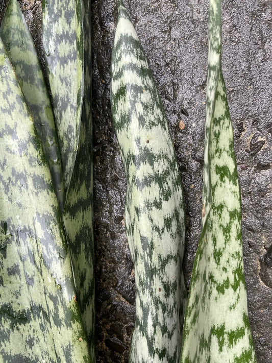 Sansevieria Leaf Cuttings - 4 Organic Hawaii Grown Snake Plant Cuttings - Indoor Houseplant Starter