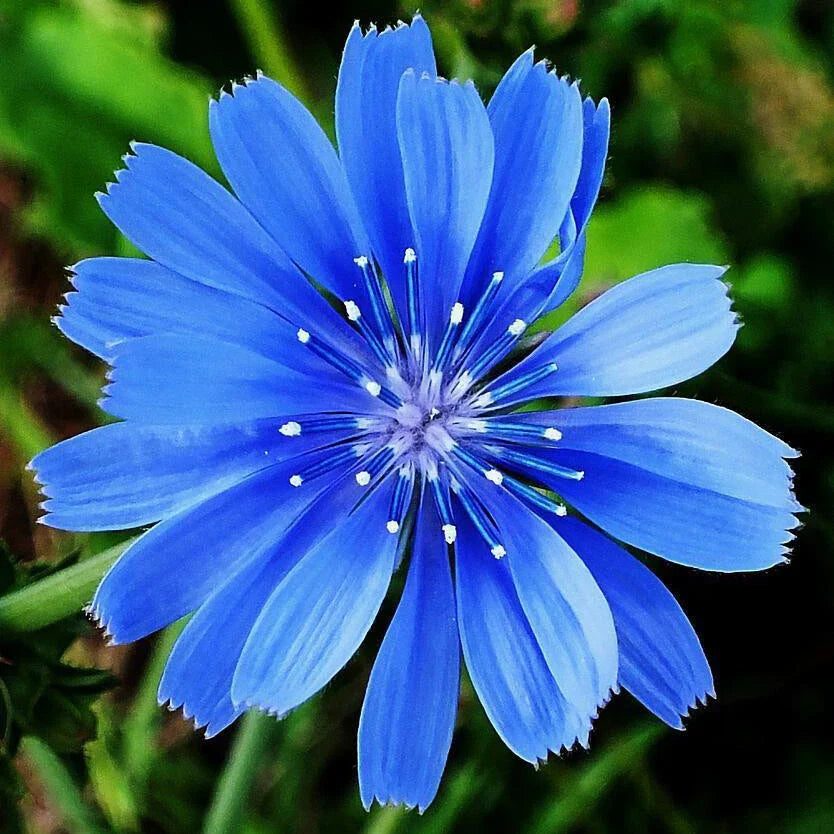 Chicory Seeds | Non-GMO | 300-6,000 Seeds | Cichorium intybus | High Germination Rate | Ideal for Gardens