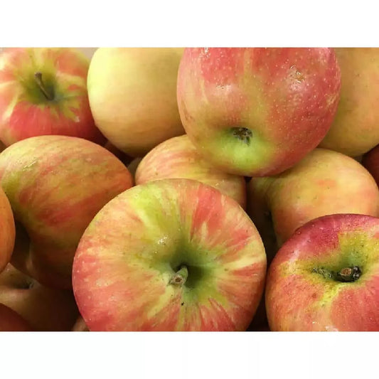 Dwarf Honeycrisp Apple Tree Bare Root, Organic Sweet Flavor, Malus domestica