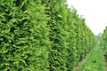 50+ Thuja Tree Seeds | White Cedar Arborvitae | Thuja occidentalis | Ideal for Hedge Rows