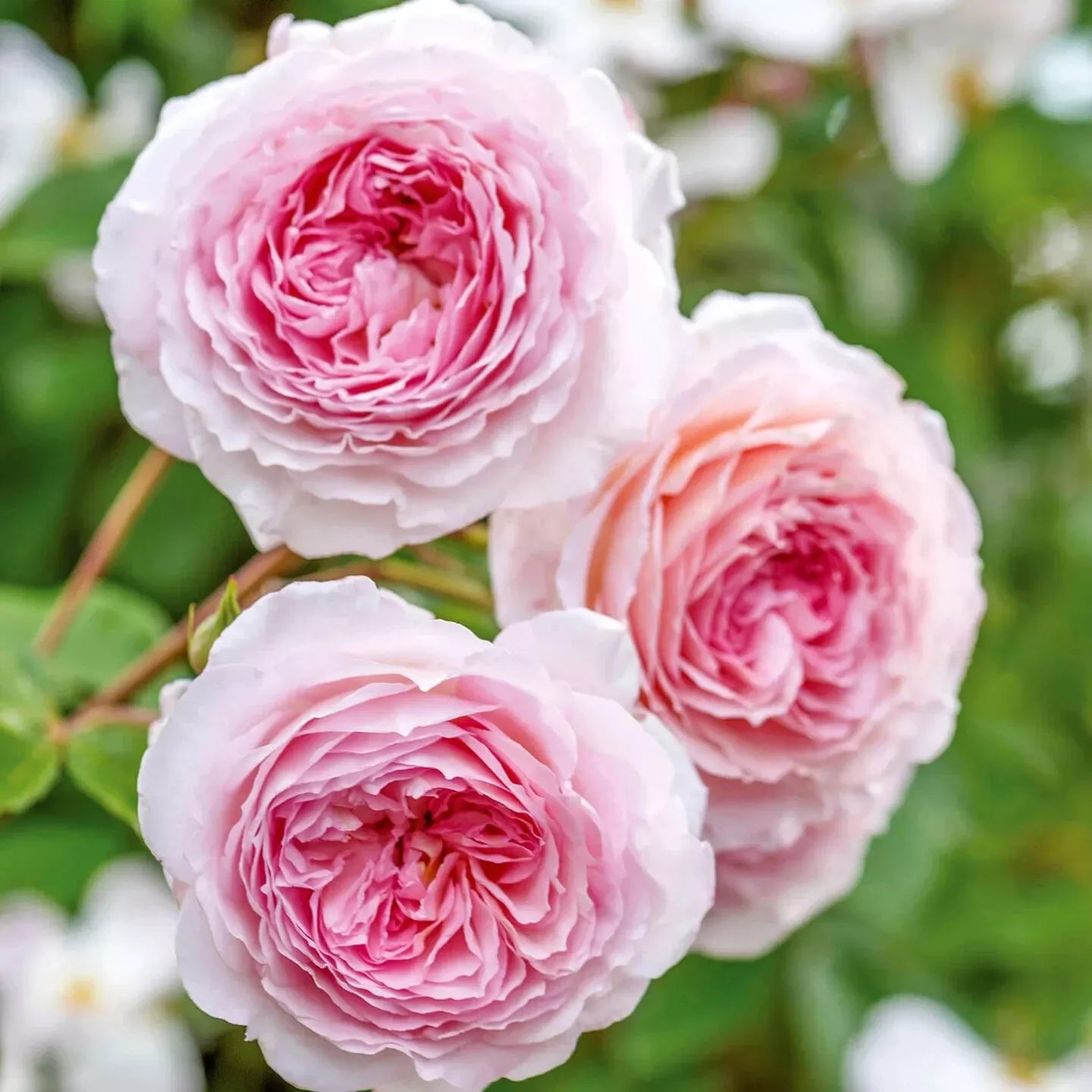 James Galway Live Rose Cuttings - 3 Stems, 5-8" Long, David Austin Rose, Unrooted Fresh Cuttings