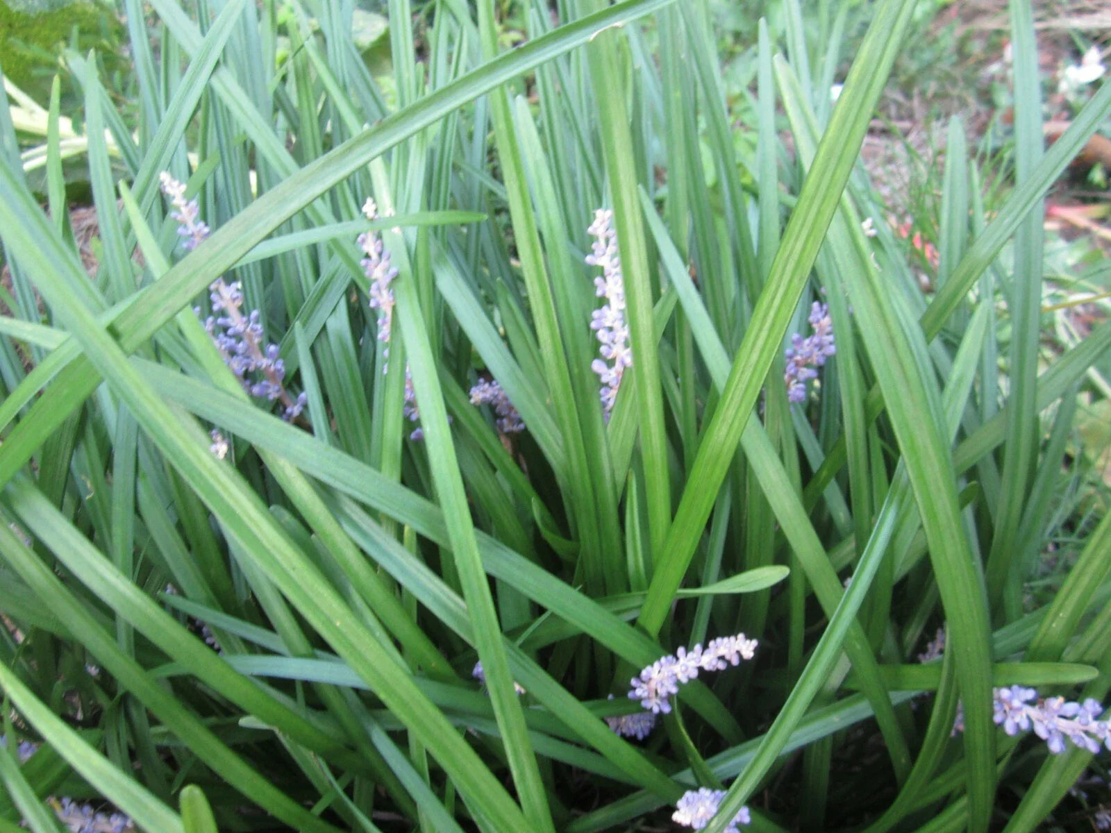 Liriope Monkey Grass Plants - 101 Count - Perennial Border Grass - Liriope muscari