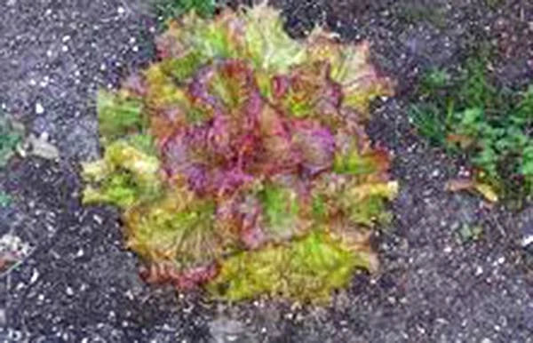 Lettuce Seed 500 Seeds Heirloom Leaf Lettuce Prizehead Non-GMO (Lactuca sativa)