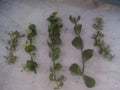 Portulacaria Cuttings Collection - 9 Varieties of Succulent Plant Cuttings (Portulacaria afra)