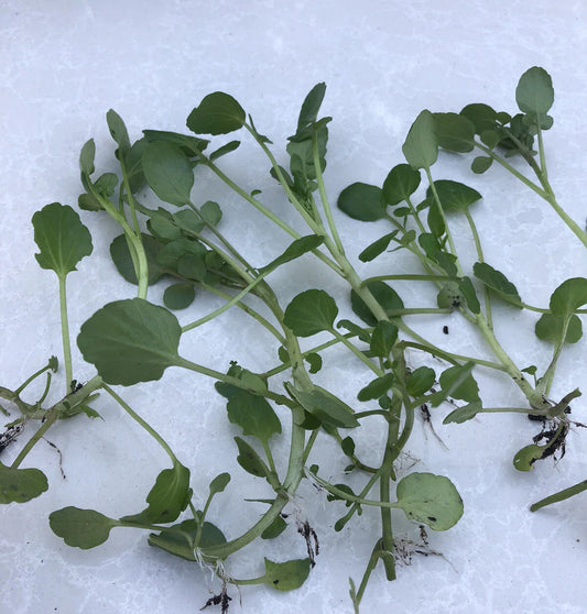 Fresh Watercress Plants with Roots - Live Vegetables Ready to Plant - Nutrient-Rich Watercress (Nasturtium officinale)
