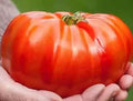 Beefsteak Tomato Seeds - 30+ Organic Heirloom NON-GMO - Fresh Heirloom Variety - Solanum lycopersicum