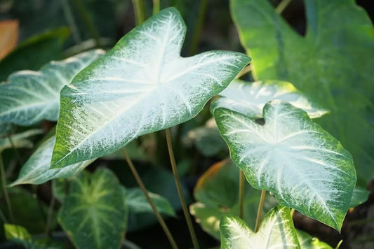 Caladium Bulbs for Planting - Fancy Varieties, Perennial Elephant Ears - Stunning Foliage (Caladium spp.)