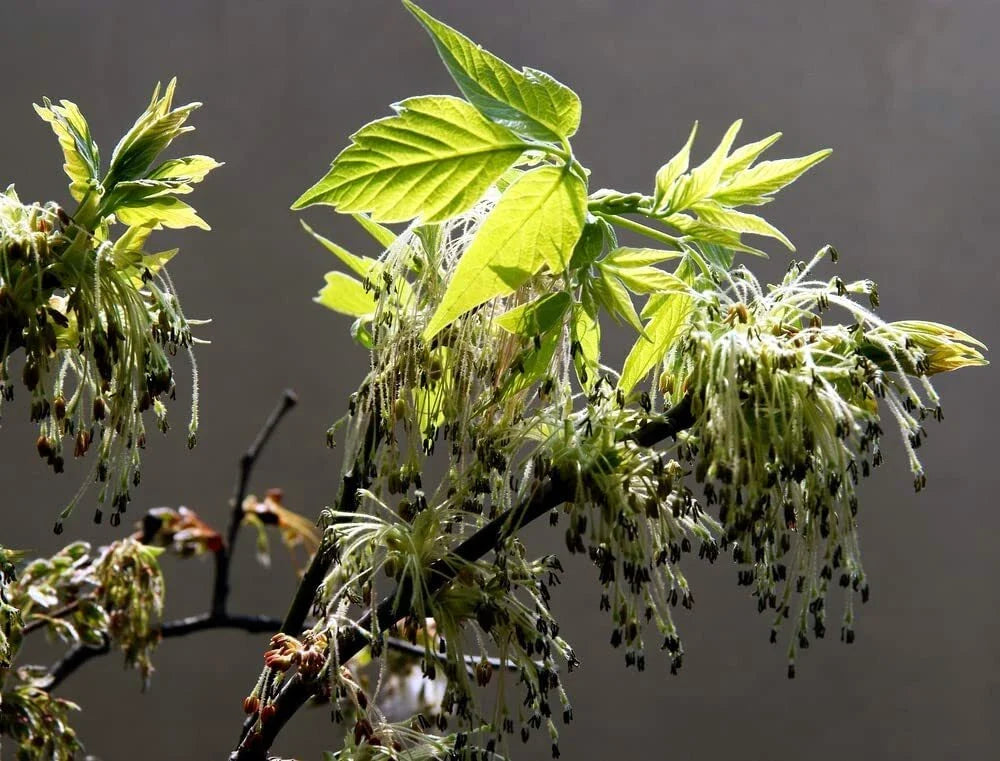 Boxelder Maple Tree Seeds - 30 Seeds for Planting - Acer Negundo - Ships from Iowa