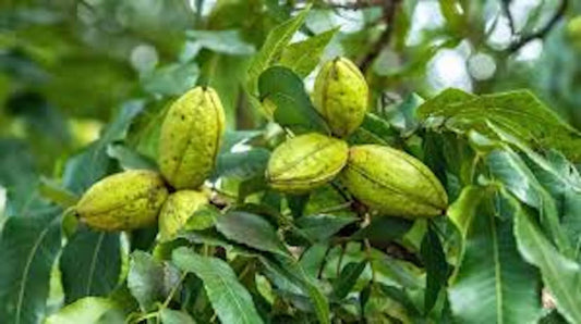 5 Hardy Pecan Trees 12-24in Tall Carya illinoensis Bare Root Plant - Edible Nut Variety for Zones 6-9