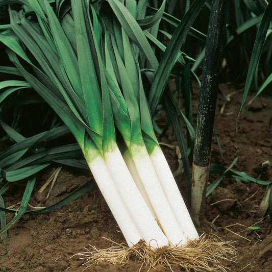 American Flag Leek Seeds, Broad London Variety, NON-GMO, Heirloom Seeds, Allium ampeloprasum, Organic Gardening