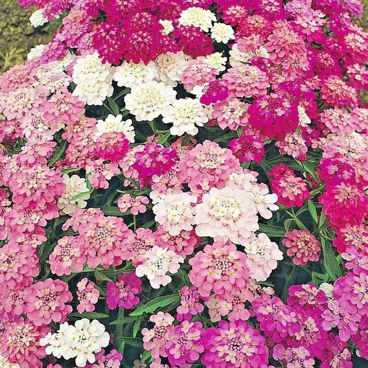Candy Tuft Seeds Mix - 200+ Annual Iberis Groundcover, Drought Tolerant, Heat Resistant for Garden and Container