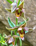 Adam & Eva Orchid Bare-Root Plant, Putty Root Variety, Unique Winter Bloomer, Orchis spp.