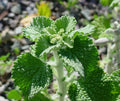 White Horehound Herb Seeds - 250 Pack, Marrubium vulgare, Medicinal Herb, Perennial, Traditional Remedies