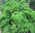 Heirloom Moss Curled Parsley Seeds, Non-GMO, 500+ Seeds, Petroselinum crispum