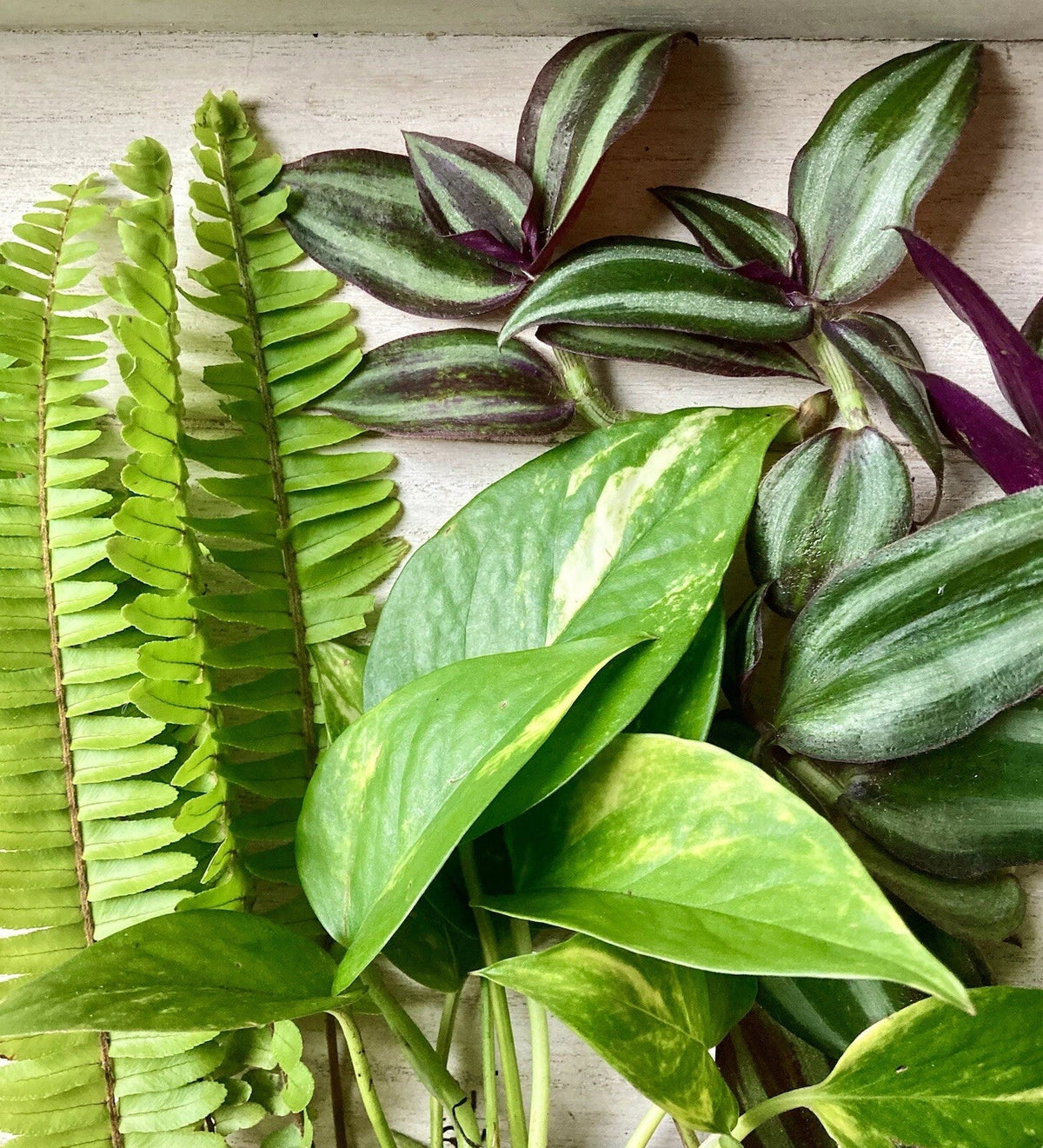 Rooted Plant Cuttings Set - Fern, Pothos, Wandering Jew - Perfect for Indoor Gardening, Home Decor