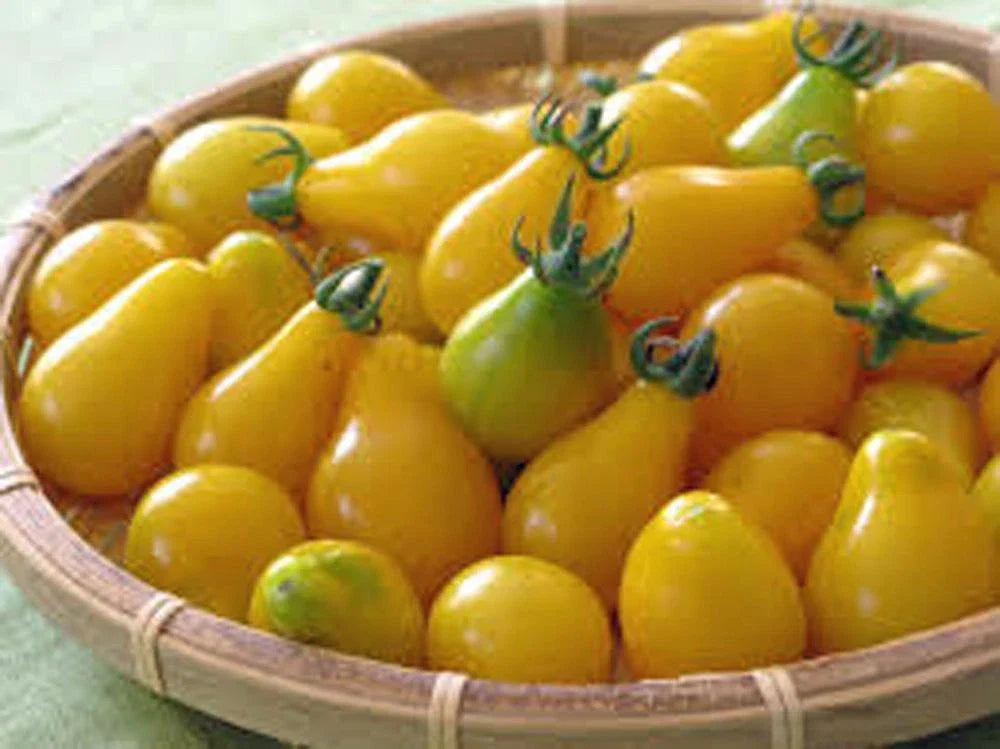 Yellow Pear Tomato Seeds - Heirloom Non-GMO - 100+ Seeds - Tasty Garden Variety - Solanum lycopersicum