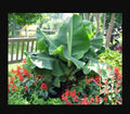 Little Prince Musa Banana Plant - Small Rooted Starter Plant - Exotic Tropical Variety - Musa acuminata