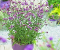 Purpletop Verbena Flower Seeds - 501+ Count - Native Wildflower for Herb Tea & Drought Tolerance - Verbena bonariensis
