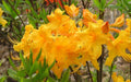 Aromi Azalea Starter Plant, Appalachian Gold Rhododendron, Deciduous Small Plant, Ideal for Gardens