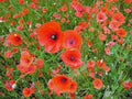 Shirley Poppy Seeds - 1000 Bright Red Flower Seeds, Long Lasting Blooms - Papaver rhoeas